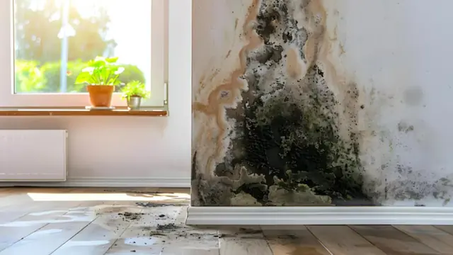 Dark mold growth climbing a wall beside a window in a room
